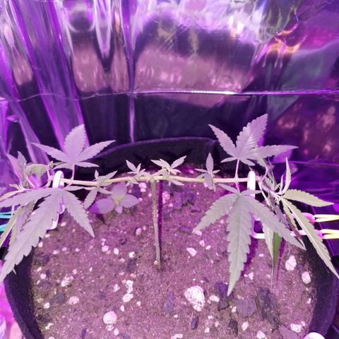 Watermelon Zkittlez growlog timeline photo