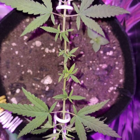 Watermelon Zkittlez growlog timeline photo