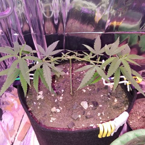 Watermelon Zkittlez growlog timeline photo