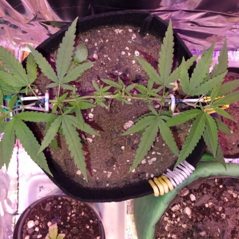 Watermelon Zkittlez growlog timeline photo