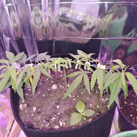 Watermelon Zkittlez growlog timeline photo