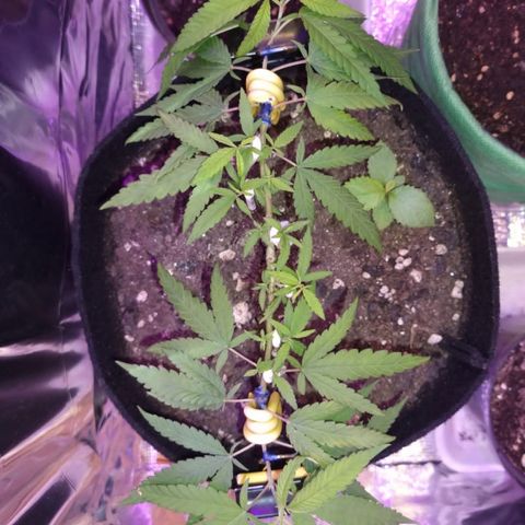 Watermelon Zkittlez growlog timeline photo
