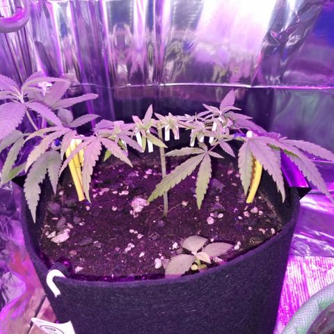 Watermelon Zkittlez growlog timeline photo