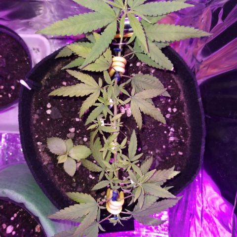 Watermelon Zkittlez growlog timeline photo