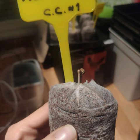 Cream Caramel F1 Fast Version #1 growlog timeline photo