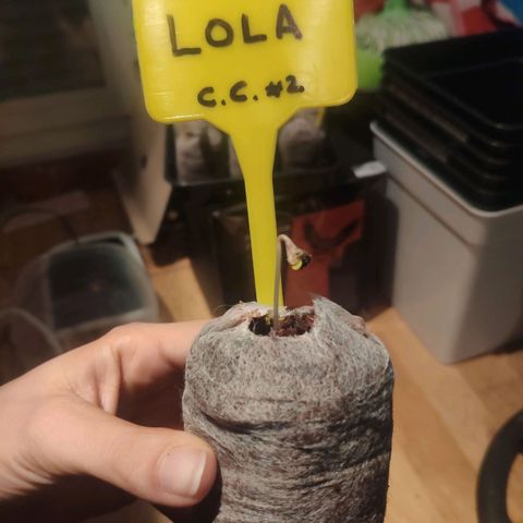 Cream Caramel F1 Fast Version #1 growlog timeline photo