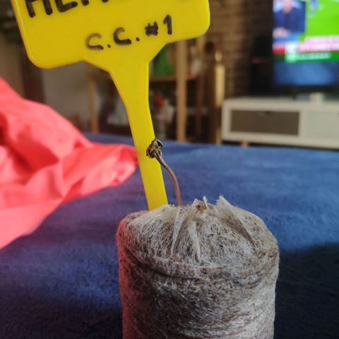 Cream Caramel F1 Fast Version #1 growlog timeline photo
