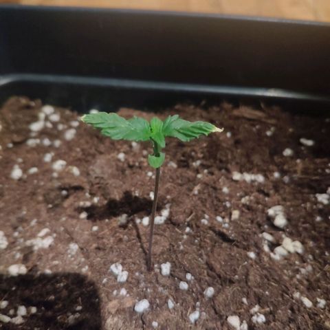 Cream Caramel F1 Fast Version #1 growlog timeline photo