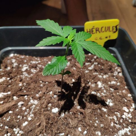 Cream Caramel F1 Fast Version #1 growlog timeline photo