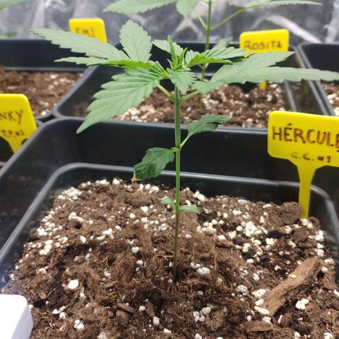 Cream Caramel F1 Fast Version #1 growlog timeline photo