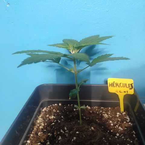 Cream Caramel F1 Fast Version #1 growlog timeline photo