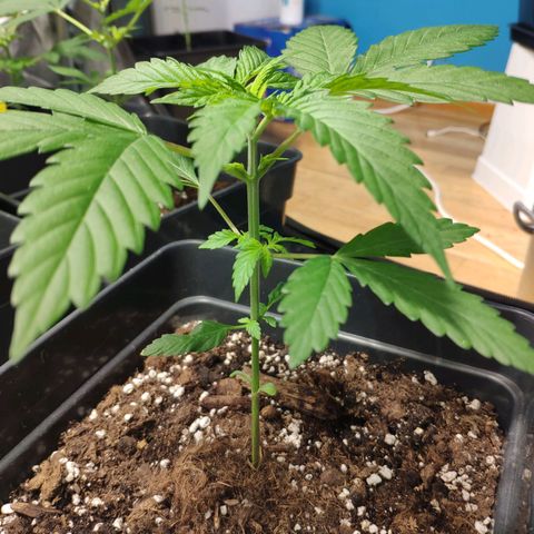 Cream Caramel F1 Fast Version #1 growlog timeline photo