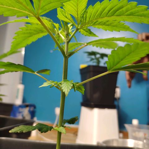 Cream Caramel F1 Fast Version #1 growlog timeline photo