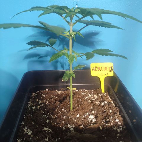Cream Caramel F1 Fast Version #1 growlog timeline photo