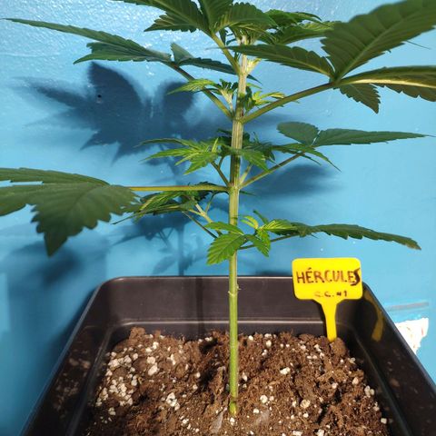 Cream Caramel F1 Fast Version #1 growlog timeline photo