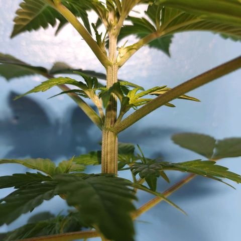 Cream Caramel F1 Fast Version #1 growlog timeline photo