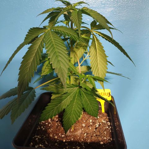 Cream Caramel F1 Fast Version #1 growlog timeline photo