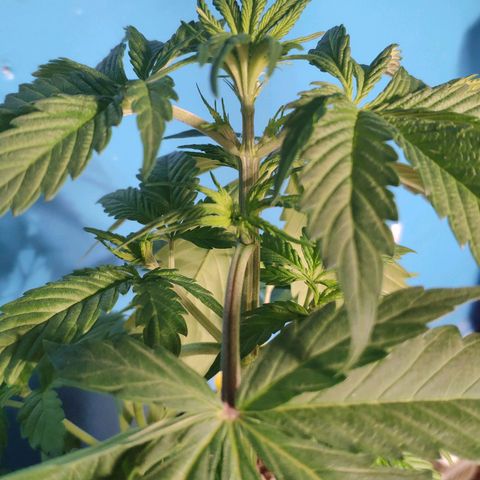 Cream Caramel F1 Fast Version #1 growlog timeline photo