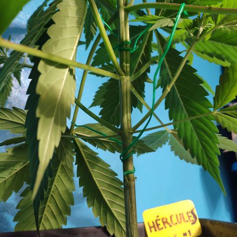 Cream Caramel F1 Fast Version #1 growlog timeline photo