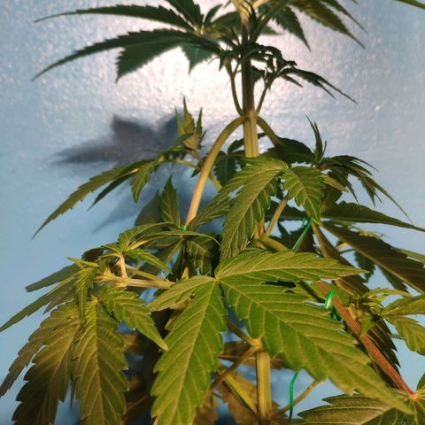 Cream Caramel F1 Fast Version #1 growlog timeline photo