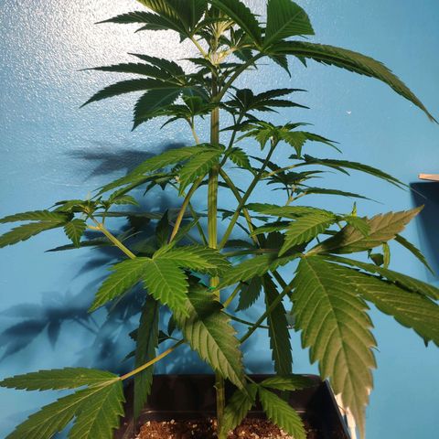 Cream Caramel F1 Fast Version #1 growlog timeline photo
