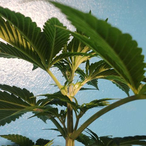 Cream Caramel F1 Fast Version #1 growlog timeline photo