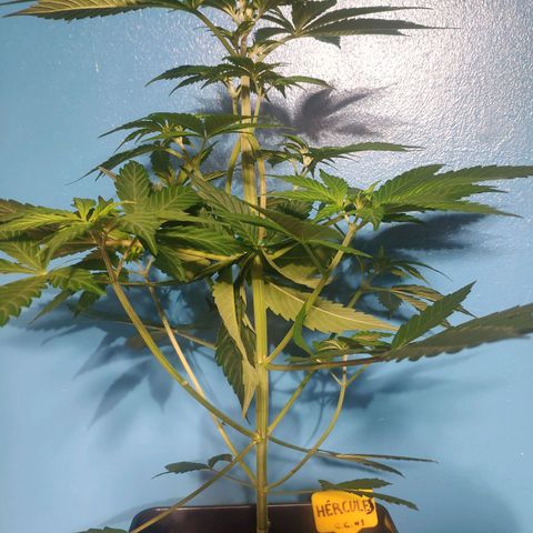 Cream Caramel F1 Fast Version #1 growlog timeline photo