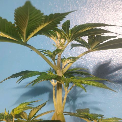 Cream Caramel F1 Fast Version #1 growlog timeline photo