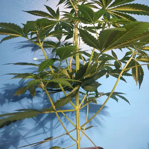 Cream Caramel F1 Fast Version #1 growlog timeline photo