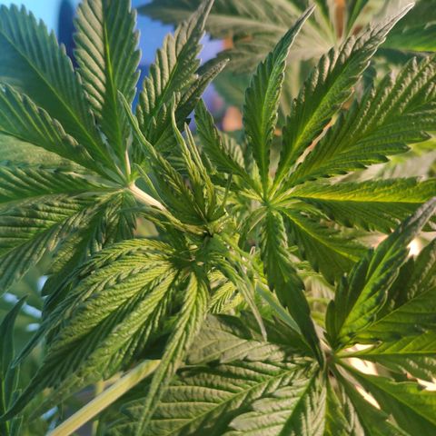 Cream Caramel F1 Fast Version #1 growlog timeline photo