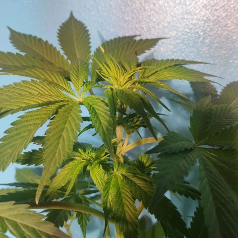 Cream Caramel F1 Fast Version #1 growlog timeline photo