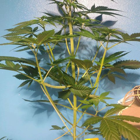 Cream Caramel F1 Fast Version #1 growlog timeline photo