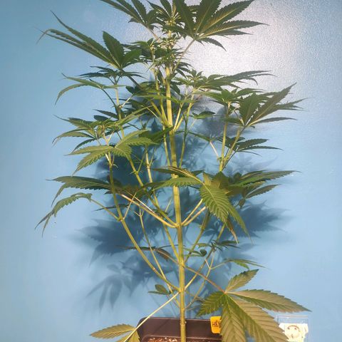 Cream Caramel F1 Fast Version #1 growlog timeline photo