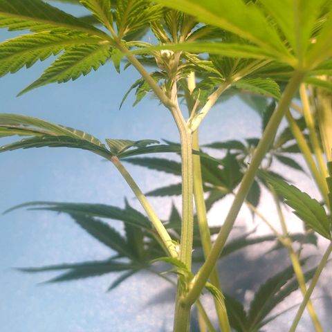 Cream Caramel F1 Fast Version #1 growlog timeline photo