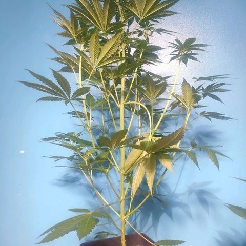 Cream Caramel F1 Fast Version #1 growlog timeline photo