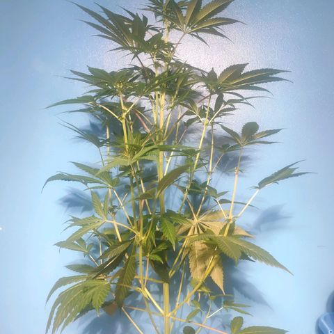 Cream Caramel F1 Fast Version #1 growlog timeline photo