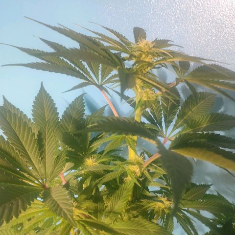 Cream Caramel F1 Fast Version #1 growlog timeline photo