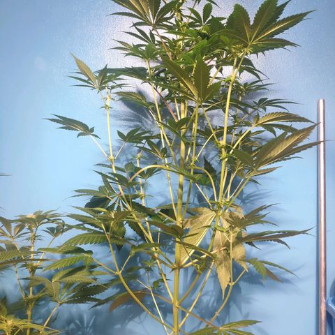 Cream Caramel F1 Fast Version #1 growlog timeline photo