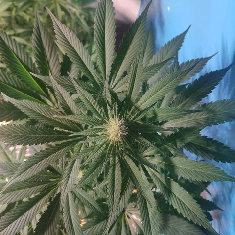 Cream Caramel F1 Fast Version #1 growlog timeline photo