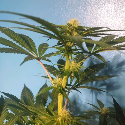 Cream Caramel F1 Fast Version #1 growlog timeline photo
