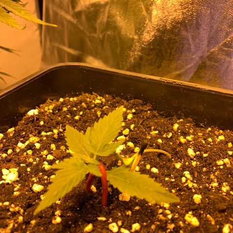 Auto critical  growlog timeline photo