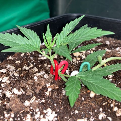 Auto critical  growlog timeline photo