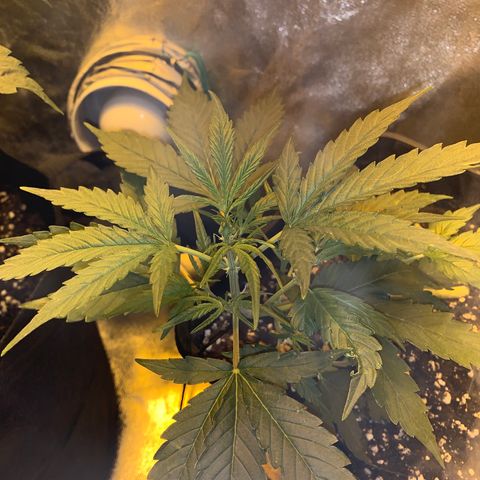 Auto critical  growlog timeline photo