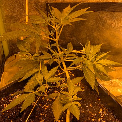 Auto critical  growlog timeline photo