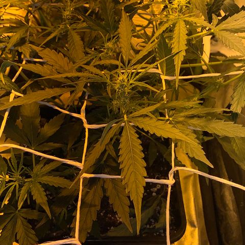 Auto critical  growlog timeline photo