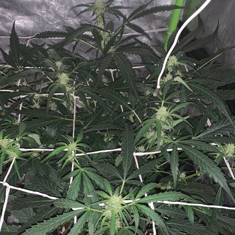 Auto critical  growlog timeline photo