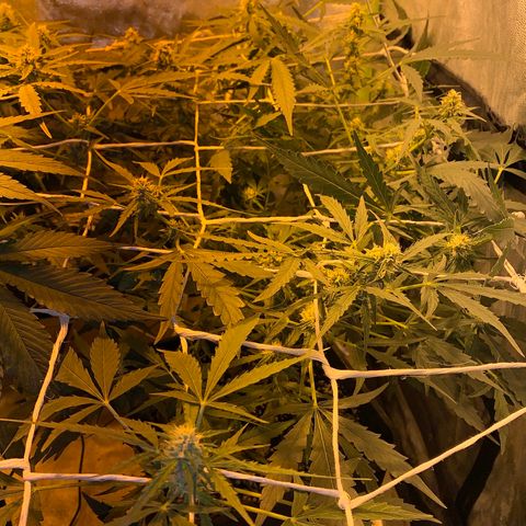 Auto critical  growlog timeline photo