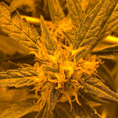 Auto critical  growlog timeline photo