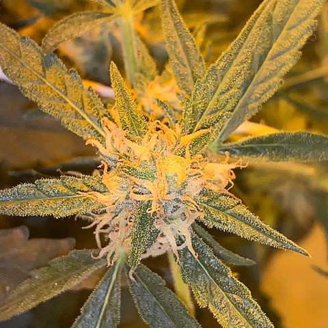Auto critical  growlog timeline photo