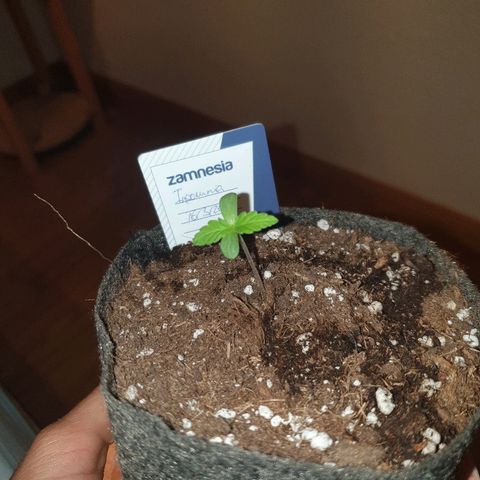 Insomnia growlog timeline photo